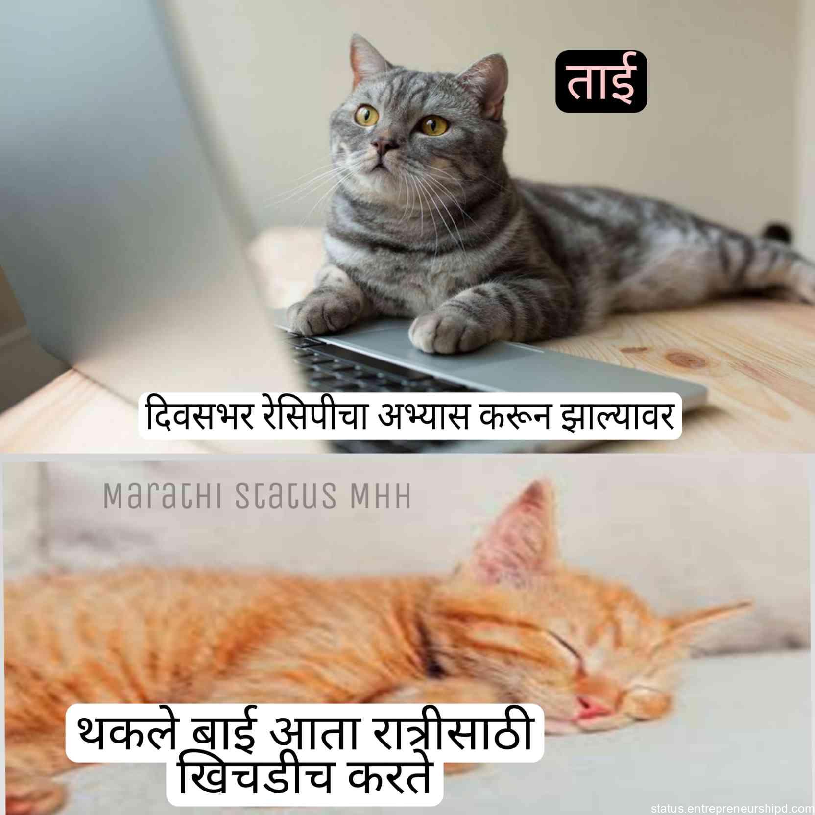 Marathi memes two cat