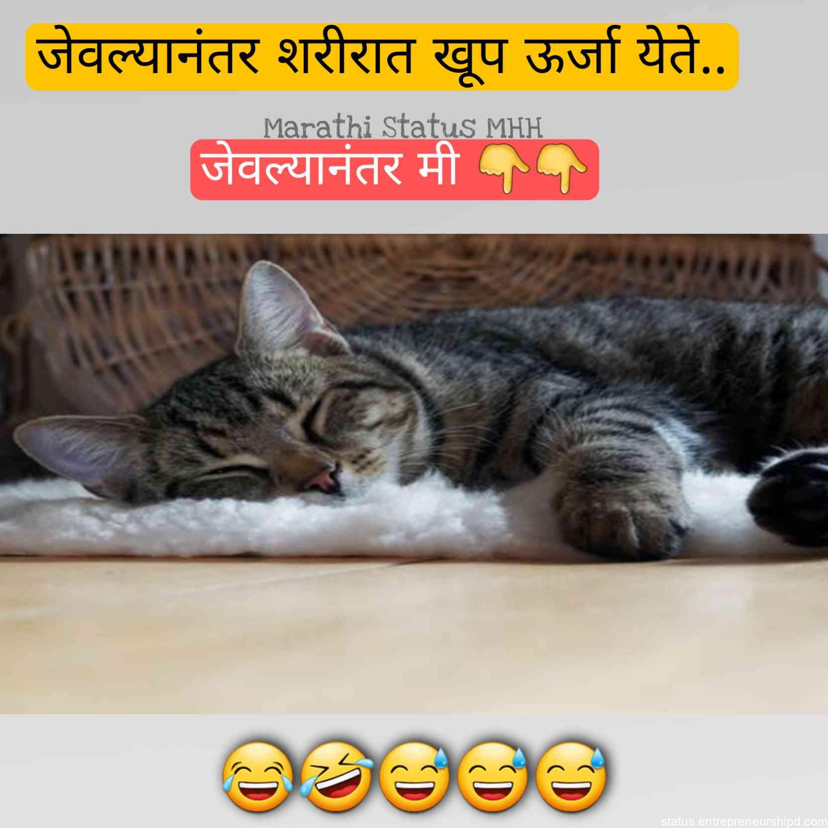 Marathi memes_36 on cat deener