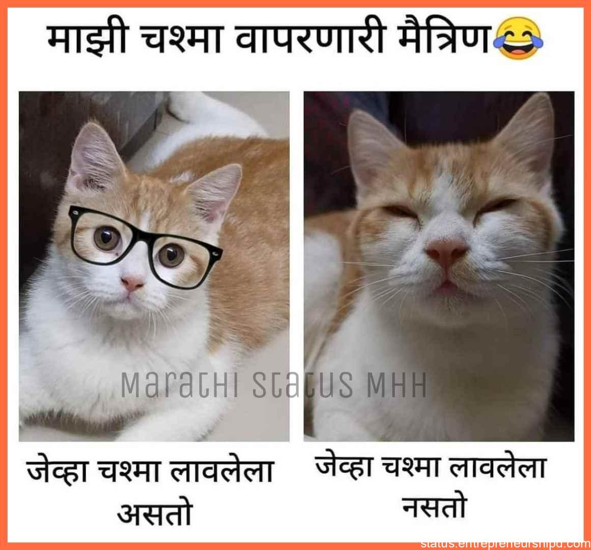 Marathi memes two cat and best'cheshmes friends
